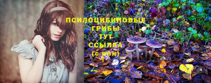 Галлюциногенные грибы прущие грибы  Осташков 